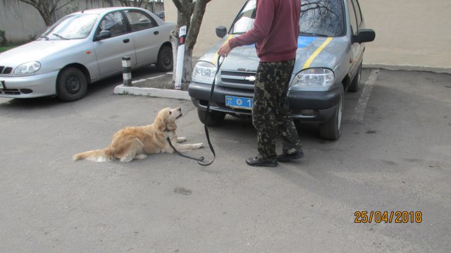 Заняття в в Кінологічному центрі МВС 1